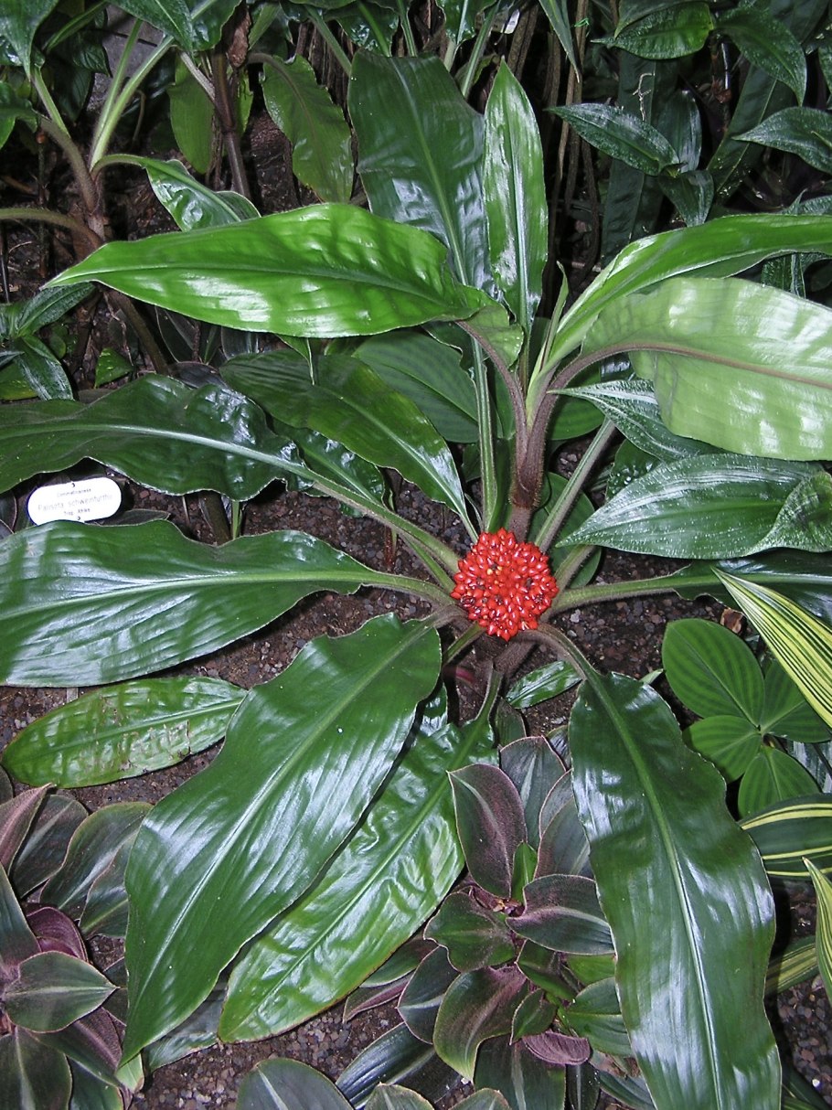 Палисота цветок