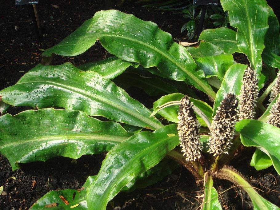 Палисота комнатная