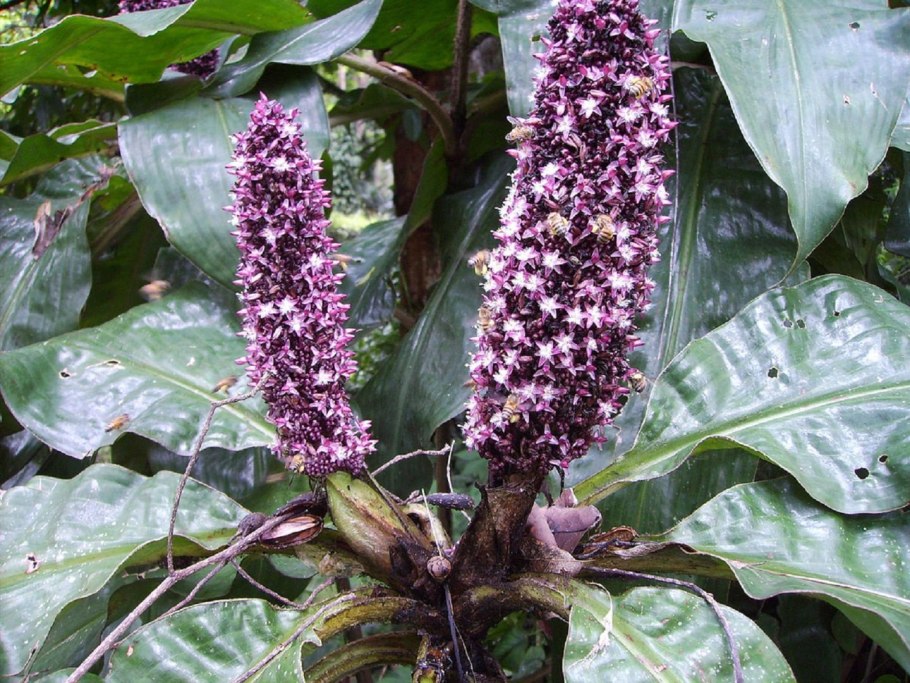 Палисота прицветниковая