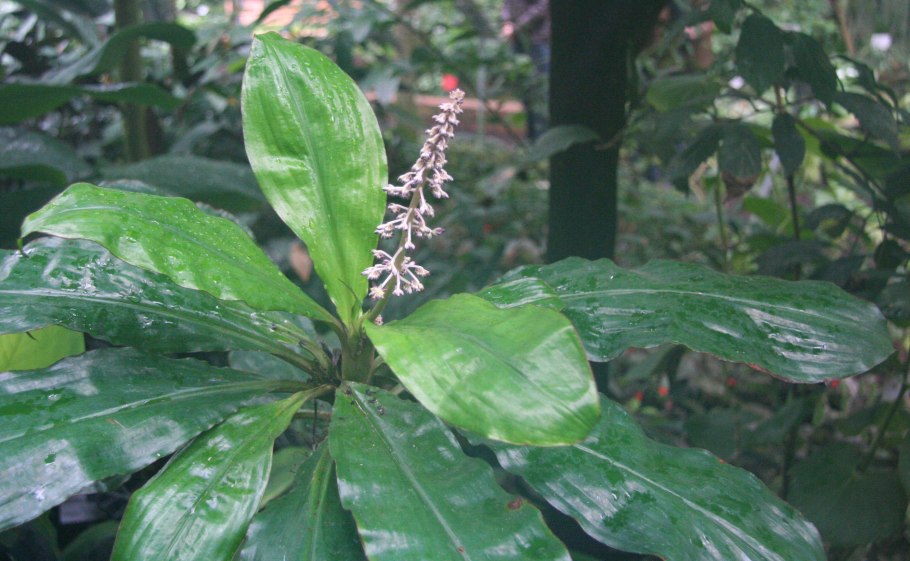 Палисота прицветниковая