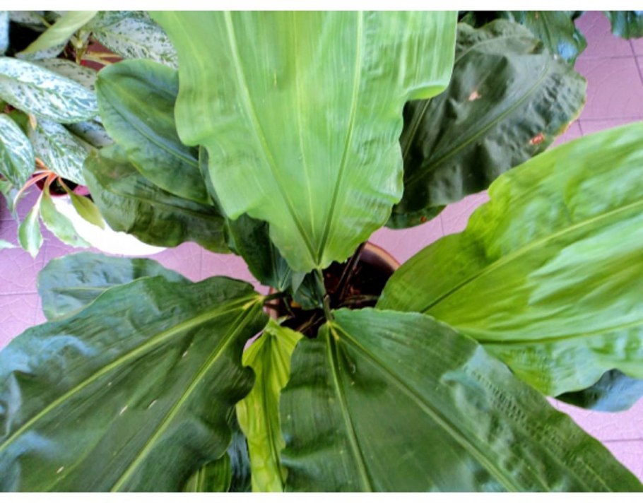 Palisota bracteosa 500