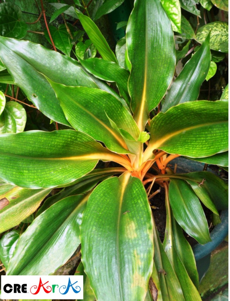 Palisota bracteosa 500