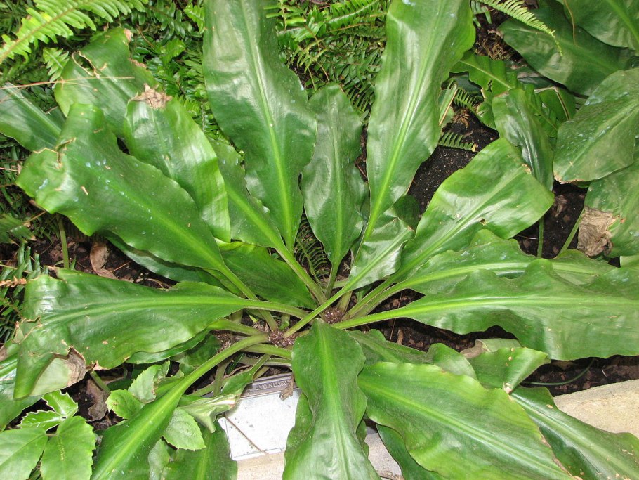 Палисота бартера