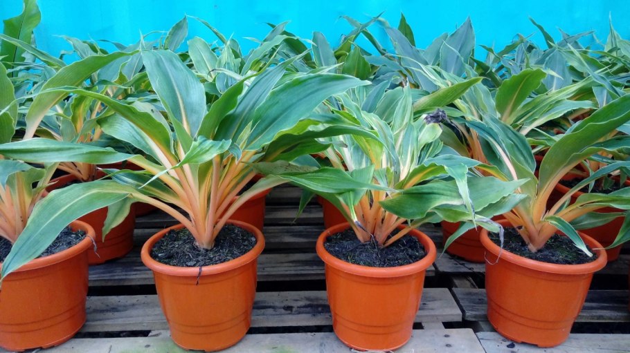 Хлорофитум грин орандж