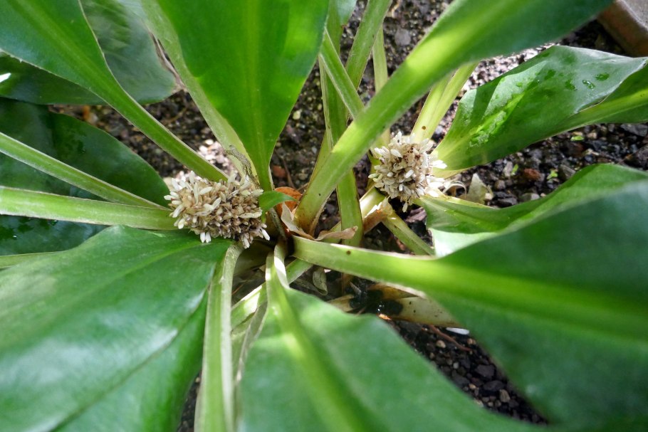 Палисота бартера