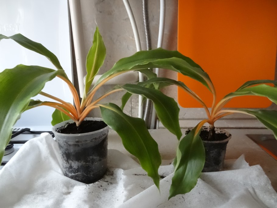 Хлорофитум грин оранж