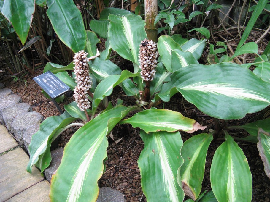 Палисота вариегатная