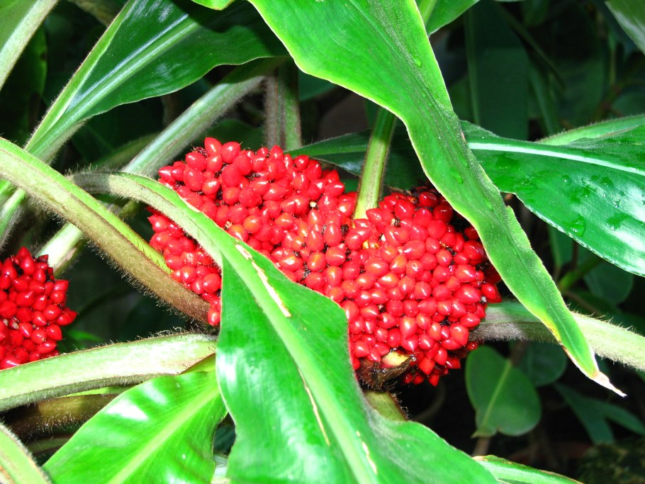 Палисота цветок фото комнатный