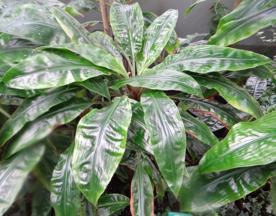 Палисота высота