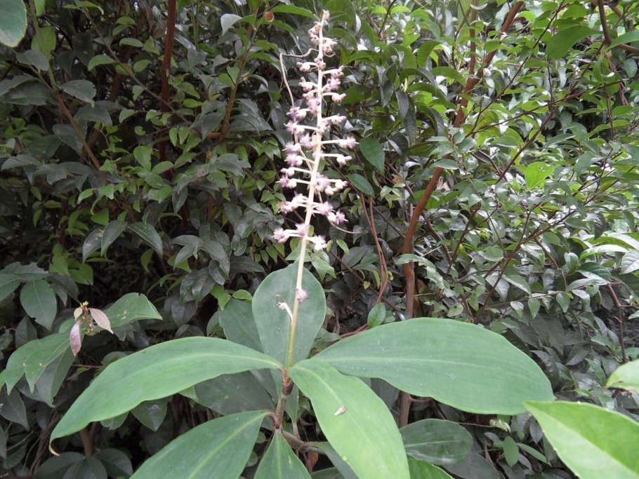 Хлорофитум оранж