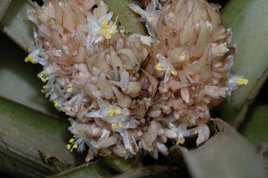 Растение с ланцетными зубчатыми листьями