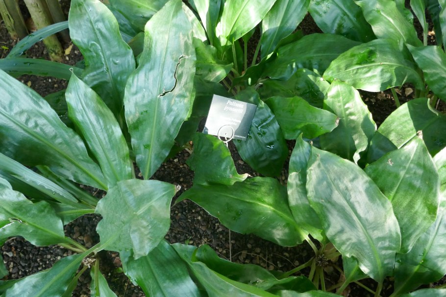 Хлорофитум Орхидаструм цветение