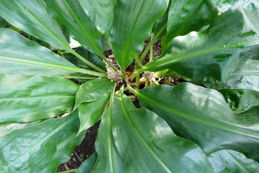 Палисота цветок фото комнатный