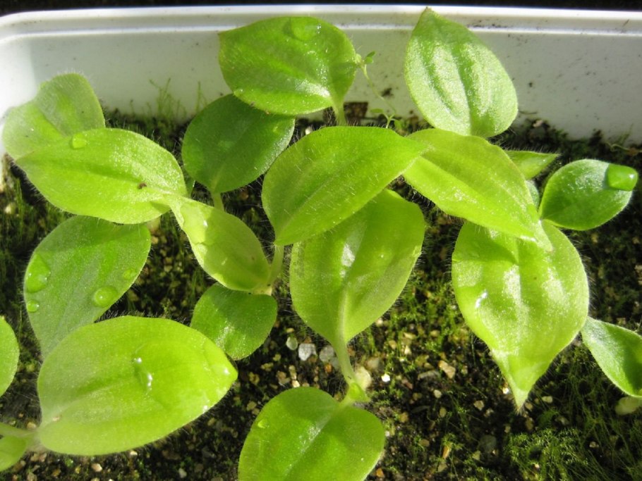 Коммелиновые комнатные растения