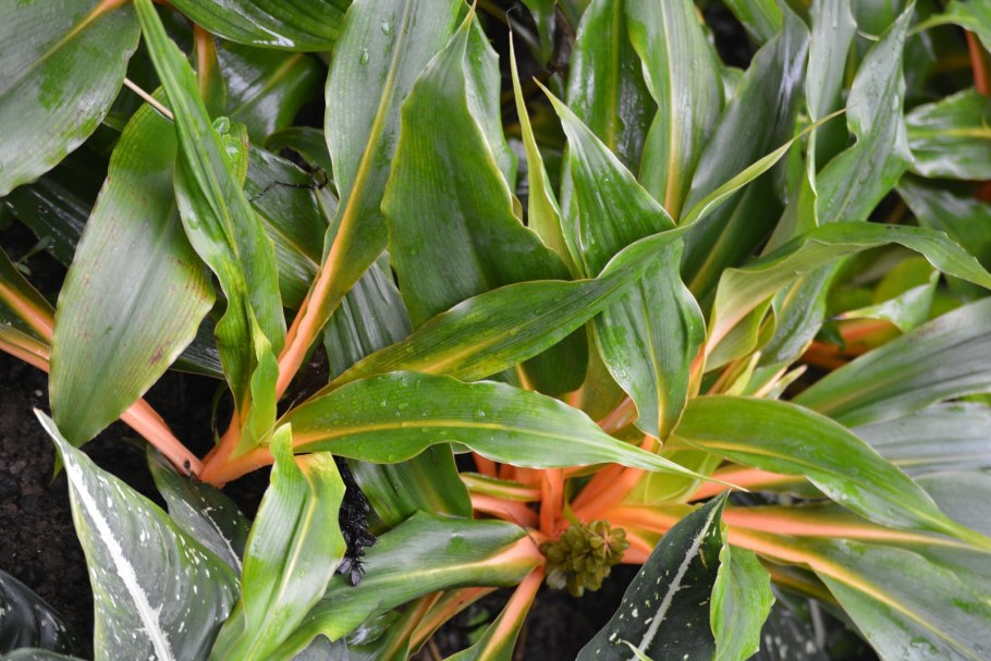 Палисота бартера