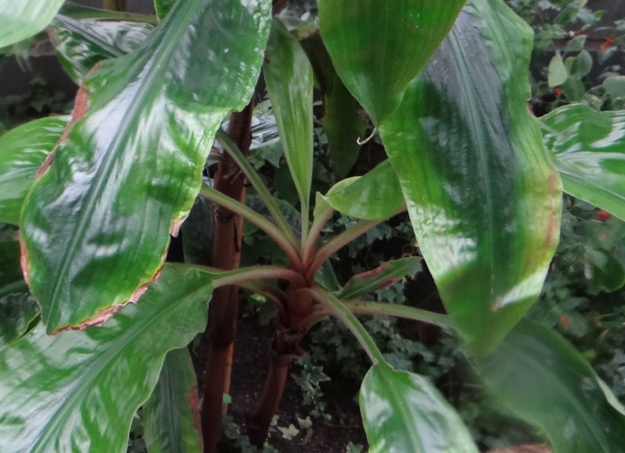 Палисота бартера