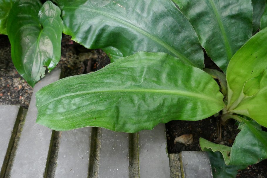 Хлорофитум орхидозвездный