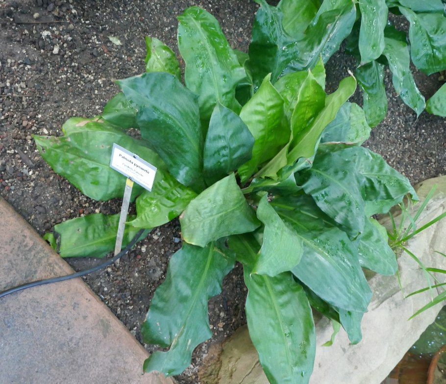 Cyclanthus bipartitus