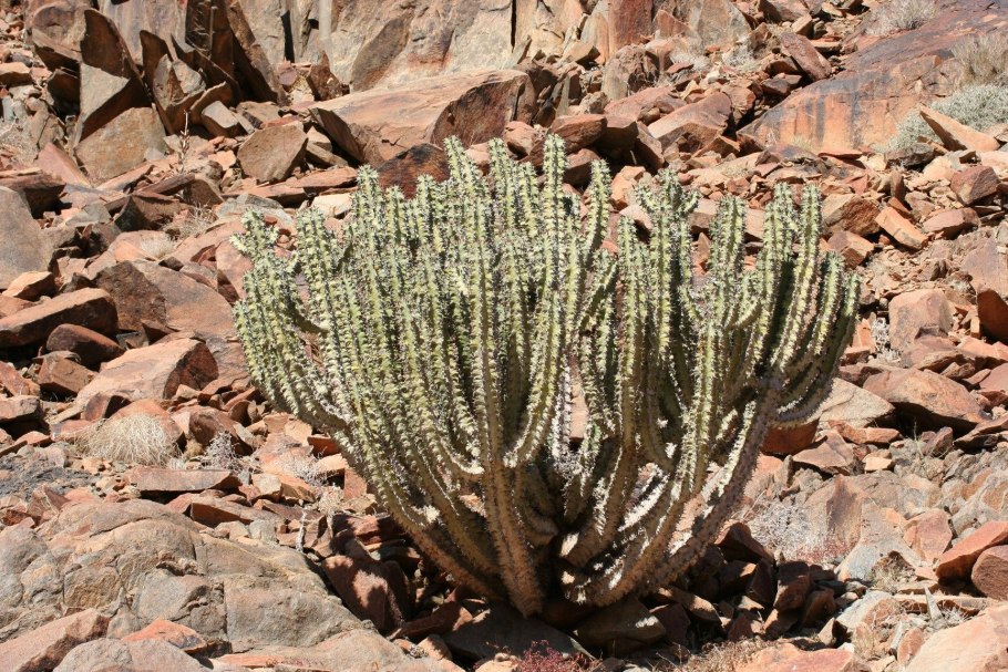 Молочай канарский euphorbia canariensis