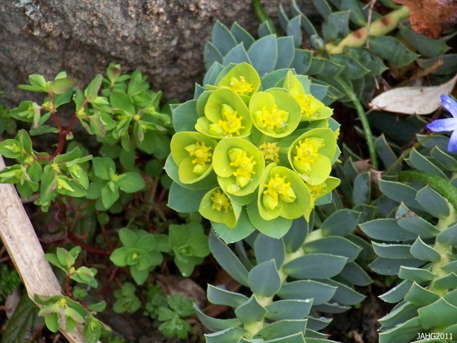 Euphorbia petrophila