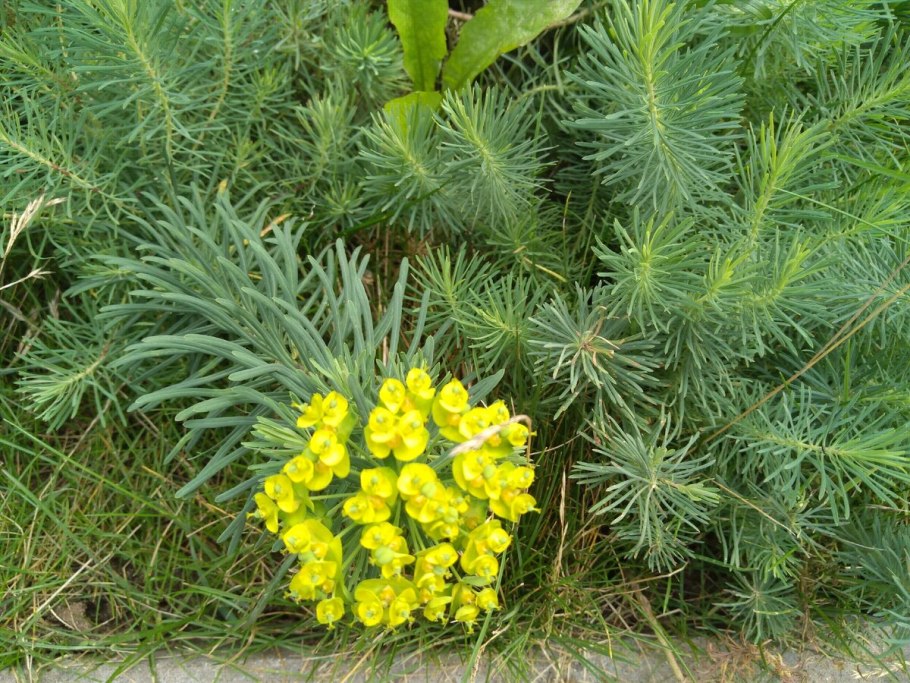 Euphorbia paralias