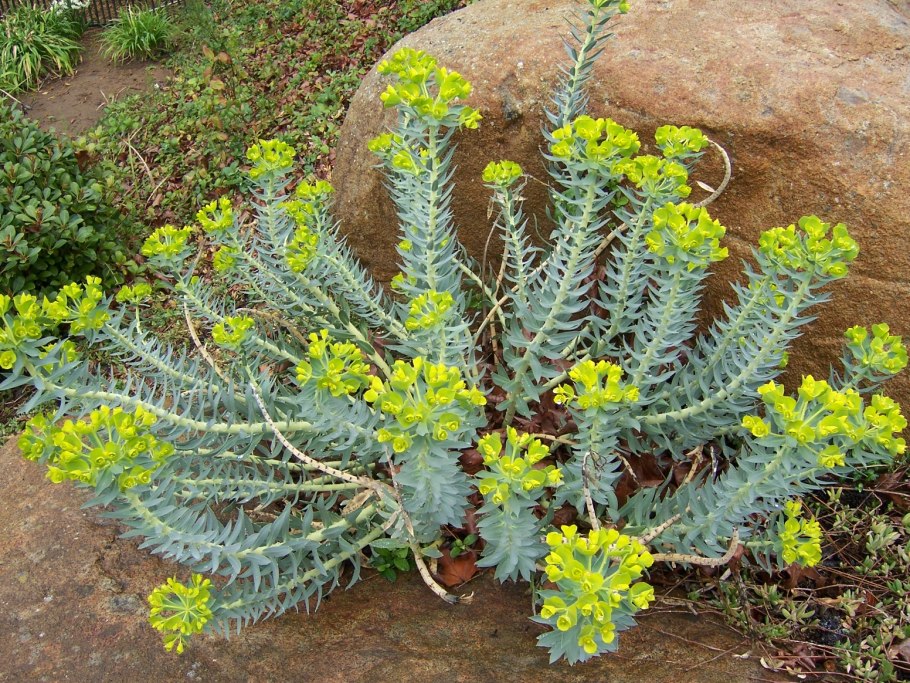 Euphorbia rigida