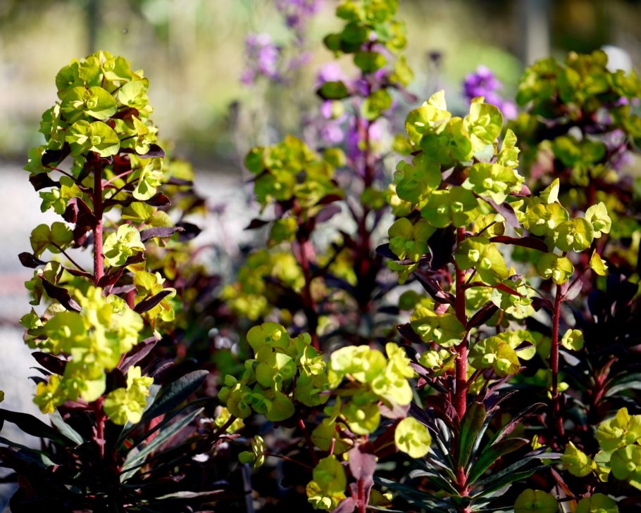 Euphorbia amygdaloides purpurea