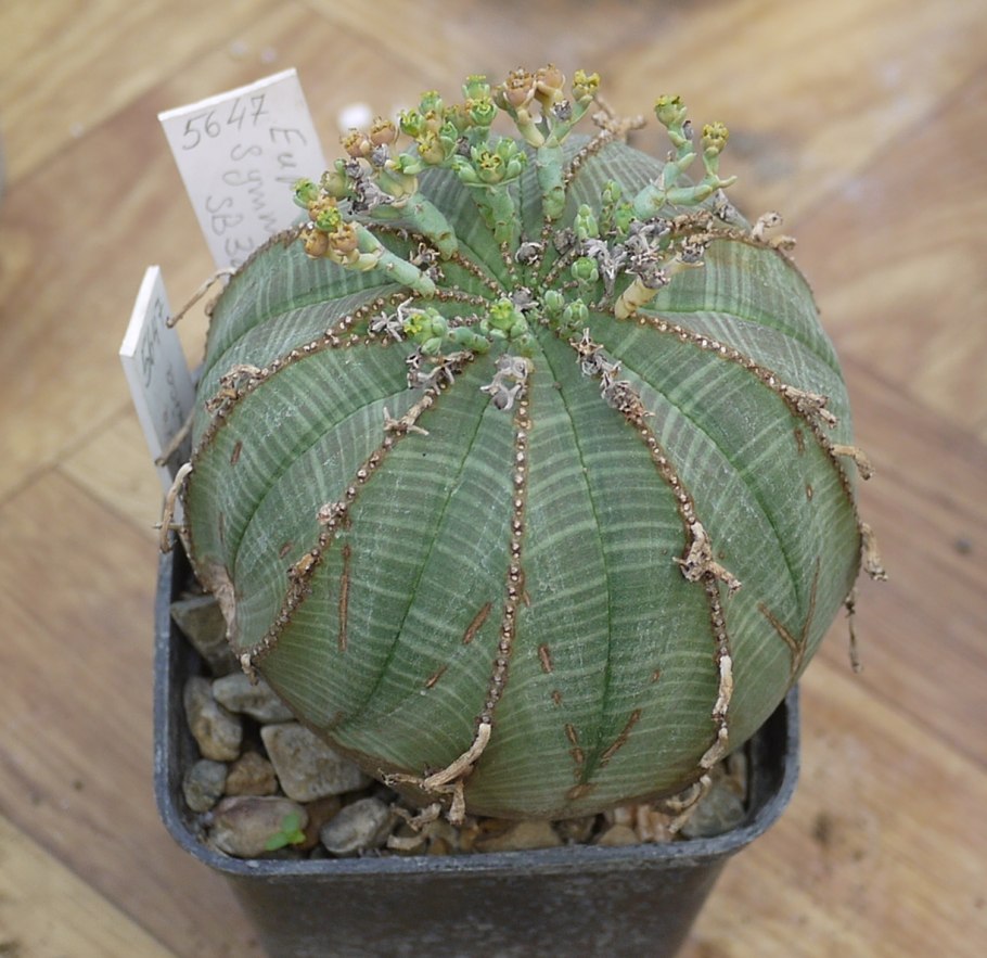 Молочай тучный (euphorbia obesa)