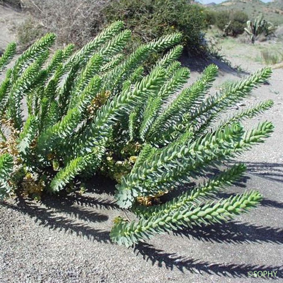 Euphorbia paralias