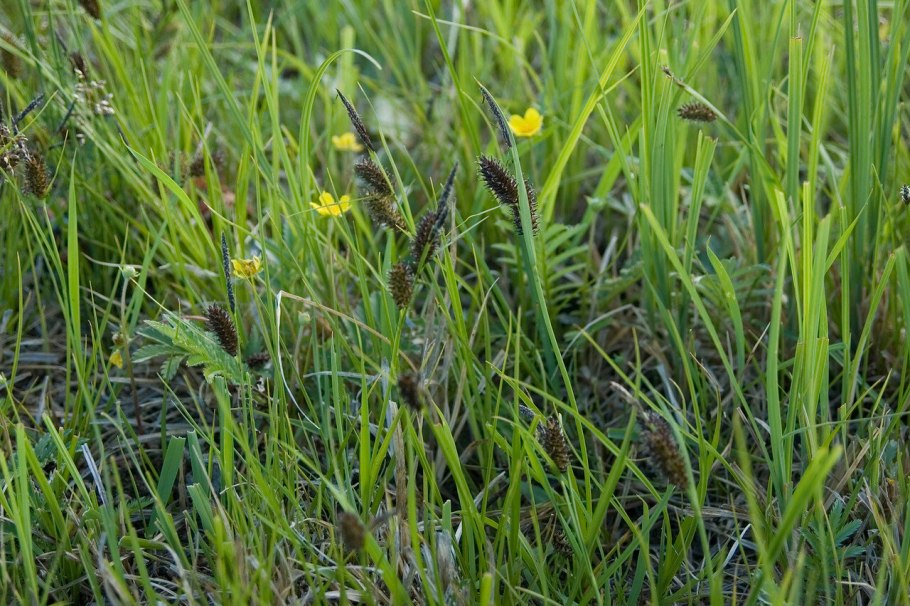 Carex vesicaria l. Осока пузырчатая