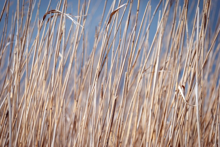 Осока болотолюбивая