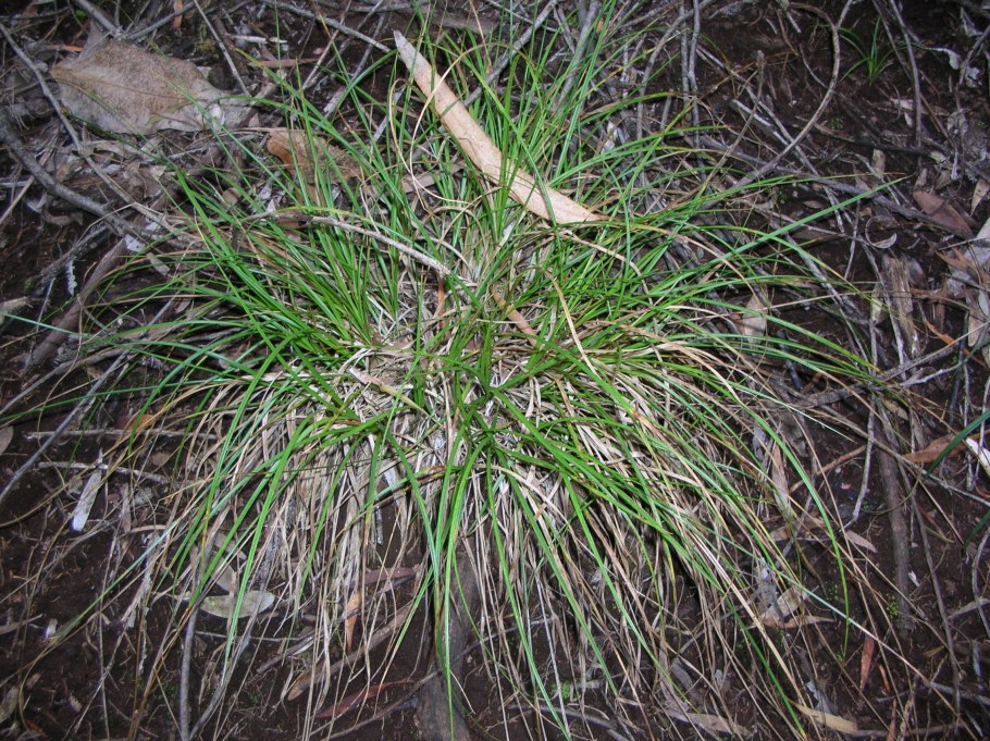Осока трясунковая - Carex brizoides