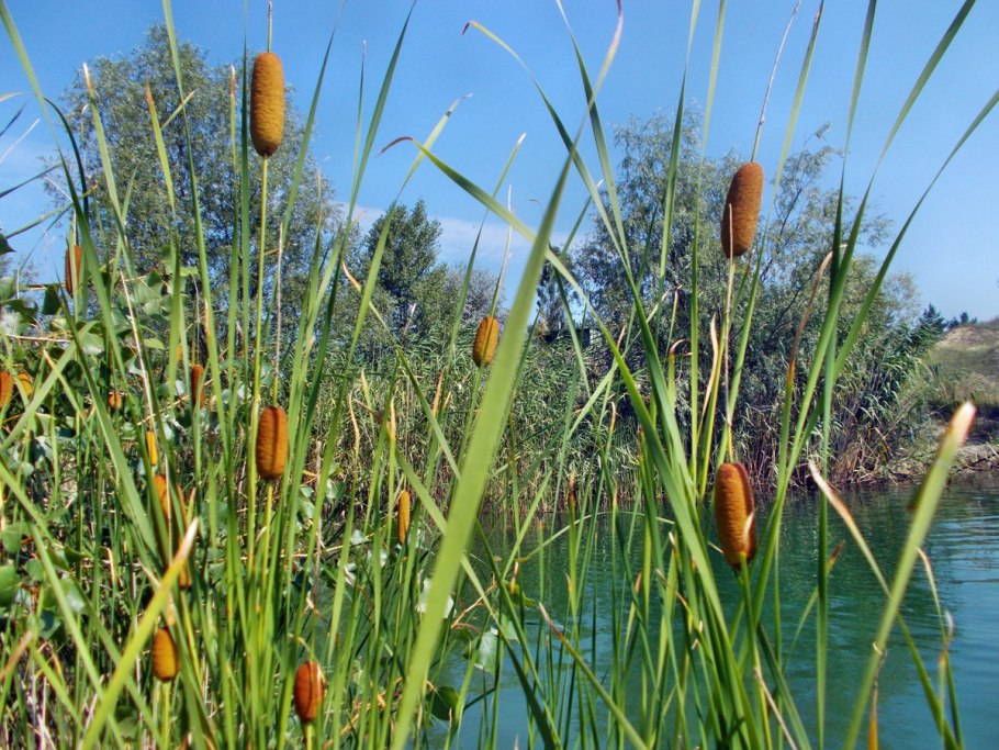 Осока Полевая