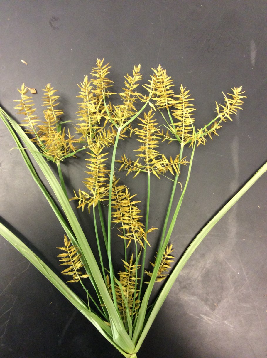 Осока болотолюбивая