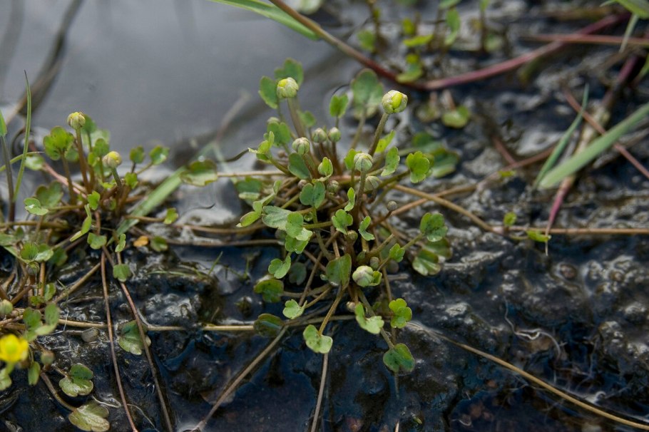 Фалярис тростниковый