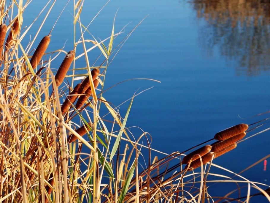 Камыши и рогоз