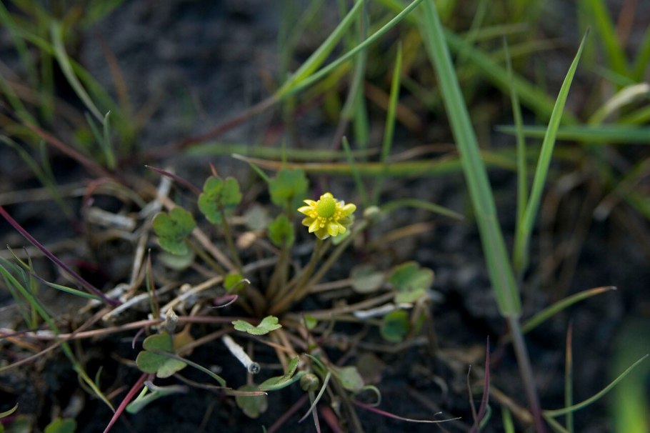Осока дернистая