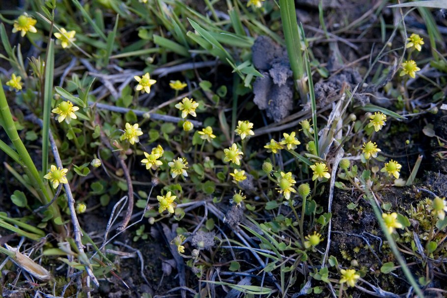 Осока дернистая