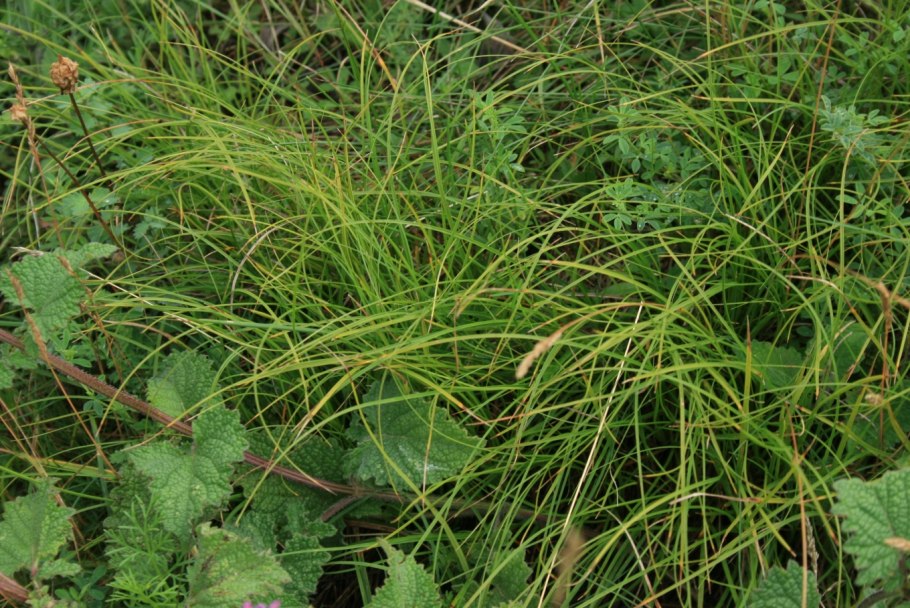 Гребенник гребенчатый