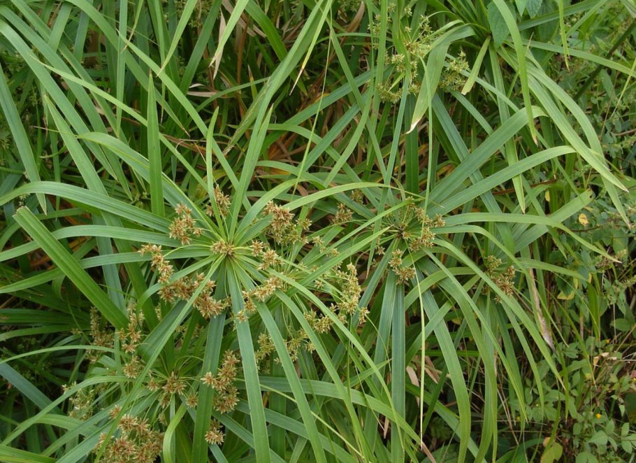 Cyperus alternifolius