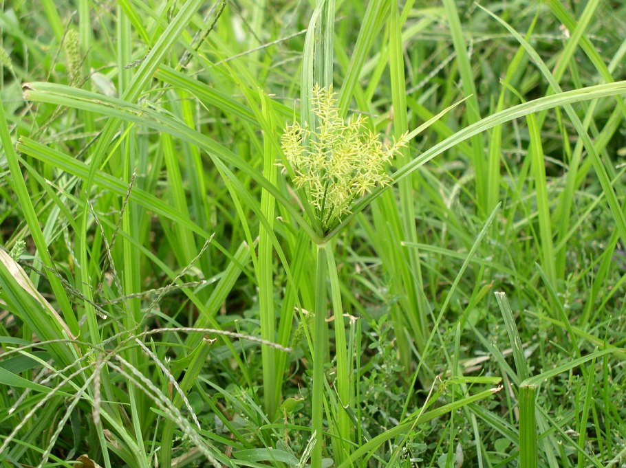 Eleocharis quinqueflora