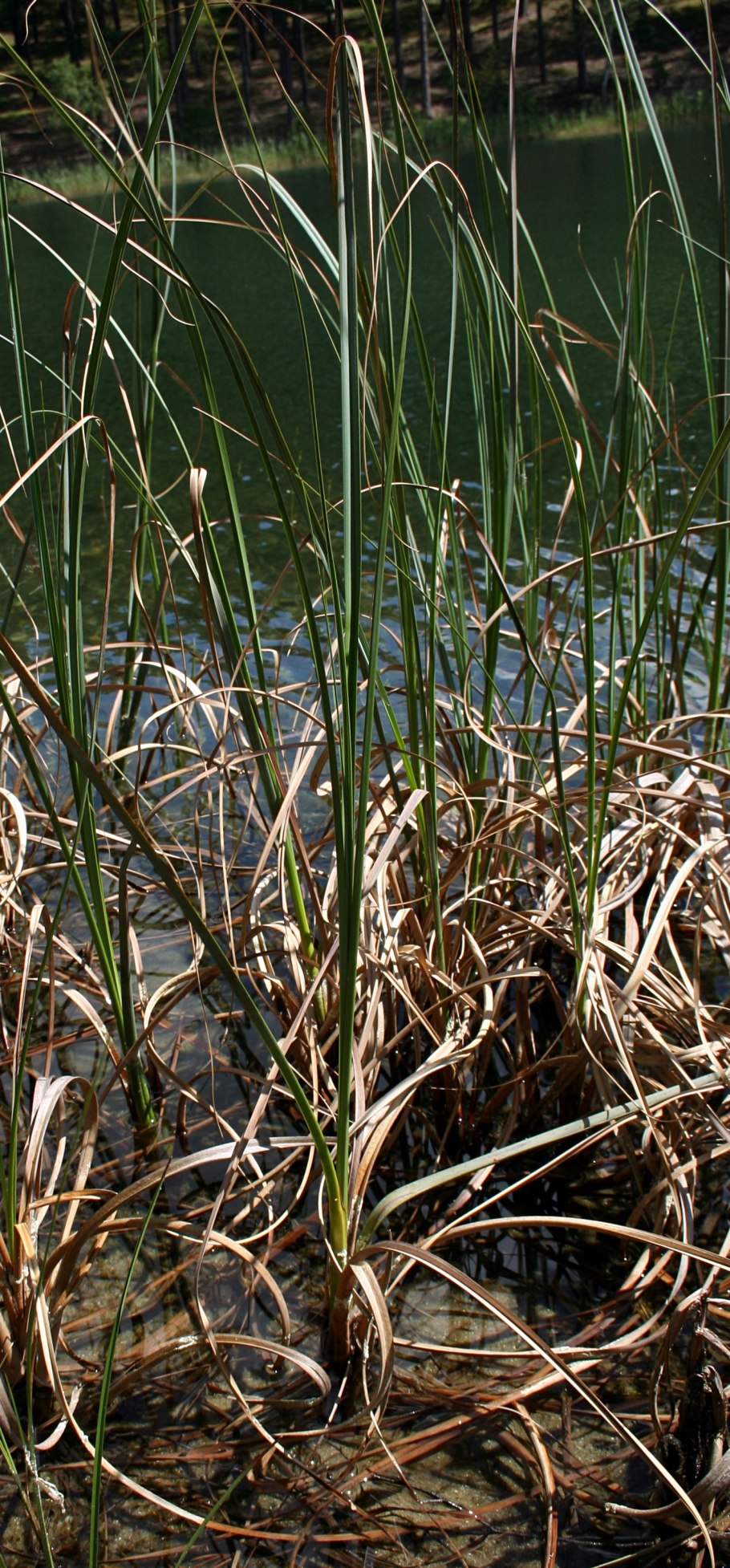 Чуфа Земляной миндаль