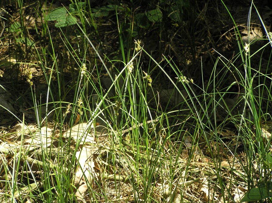 Carex pseudobrizoides