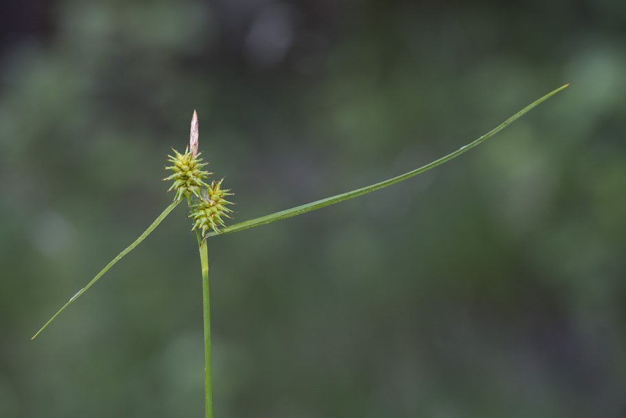 Carex digitata