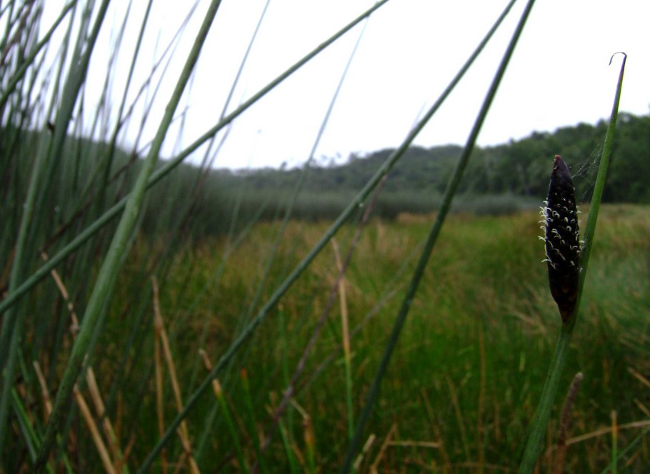 Осока Болотная