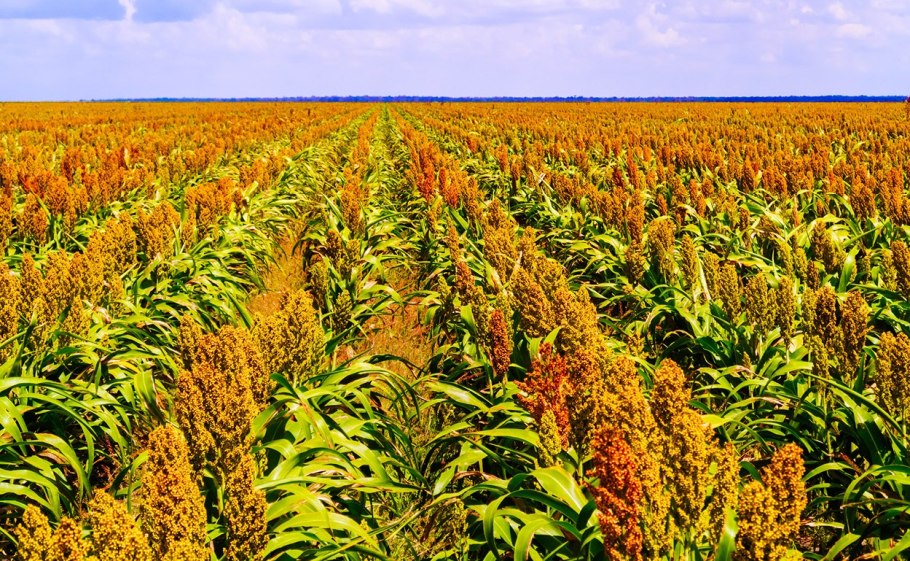 Кормовой Прифермский севооборот