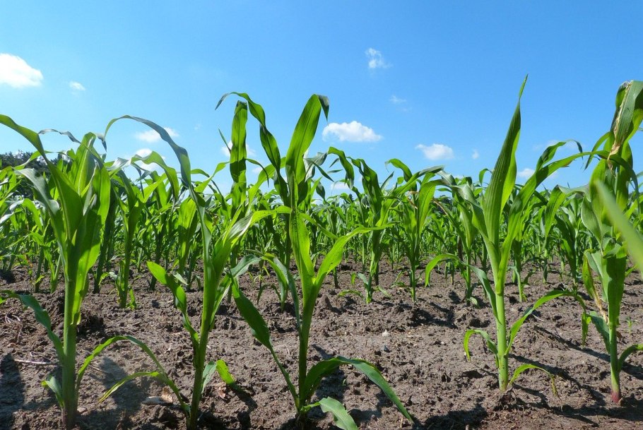 Полеводство кукуруза