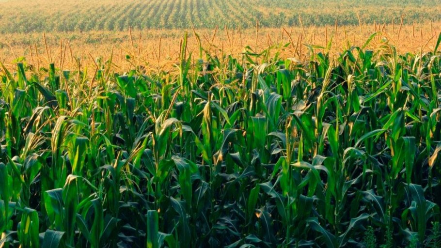 Румыния Растениеводство