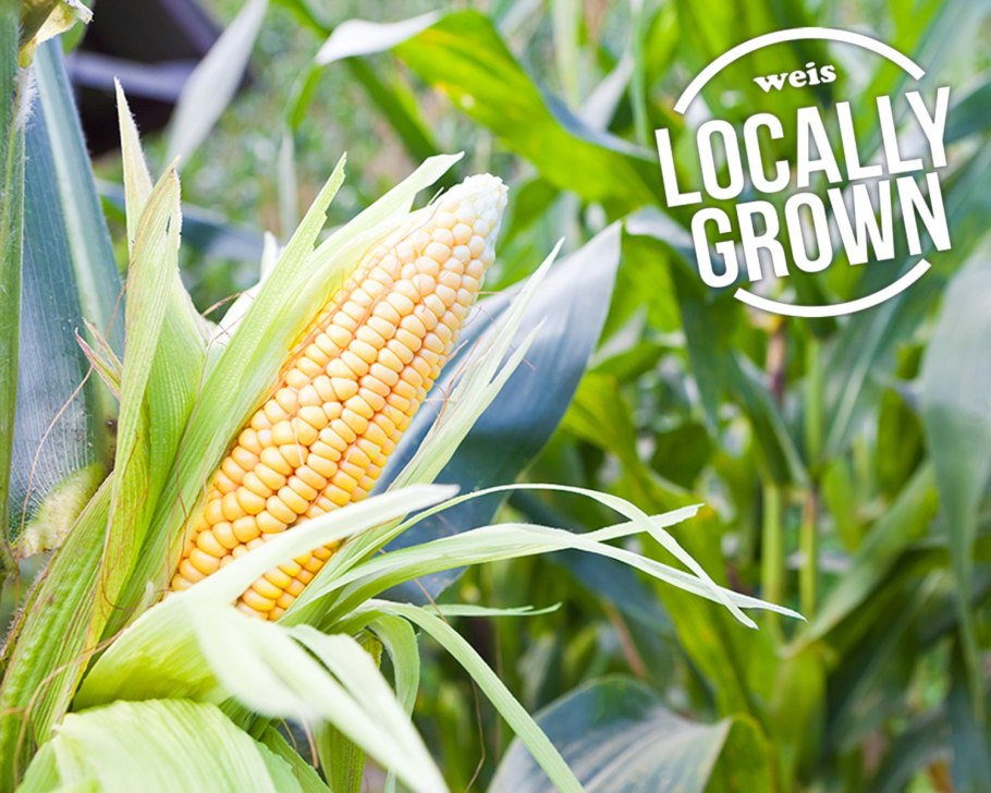 Кукуруза США