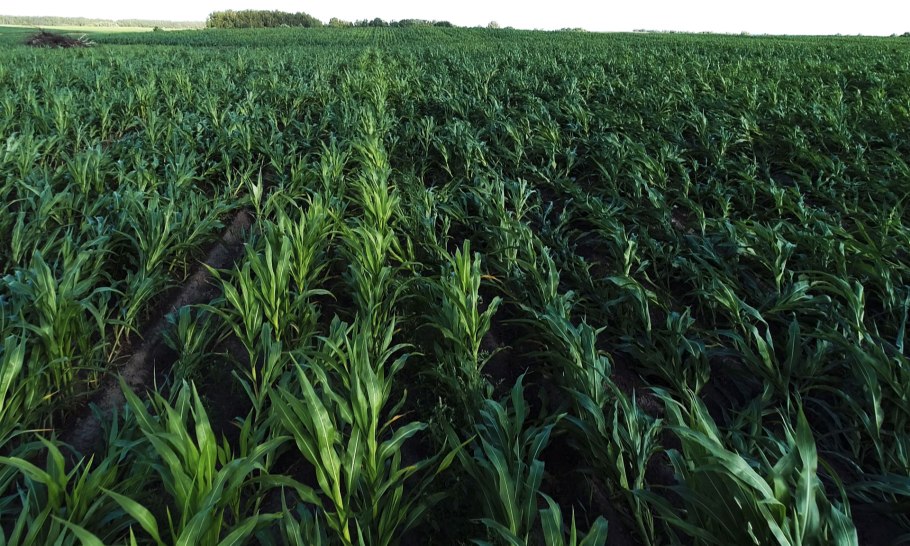 Семена кукурузы Росс 199